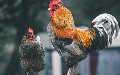 Hobby Farm Mortgages: What Qualifies?