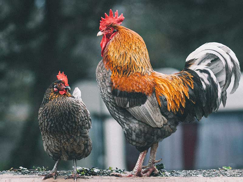 Hobby Farm Mortgages: What Qualifies?